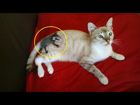 Video: Kuidas hoolitseda Bengali kassi eest