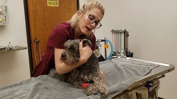 AVMA Video Intro to Vet Tech