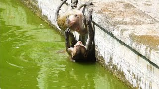 Baby Monkey Swimming in pool 7 #shorts