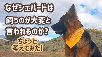 ジャーマンシェパード Youtube