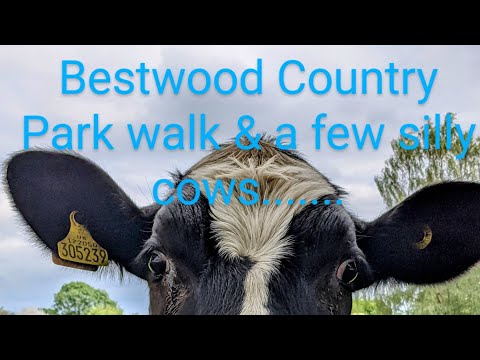 Cows, views and beautiful sunny walks. Join me as I discover Bestwood Country Park