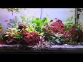 Acuario plantado - 60 días después ( freshwater aquarium)