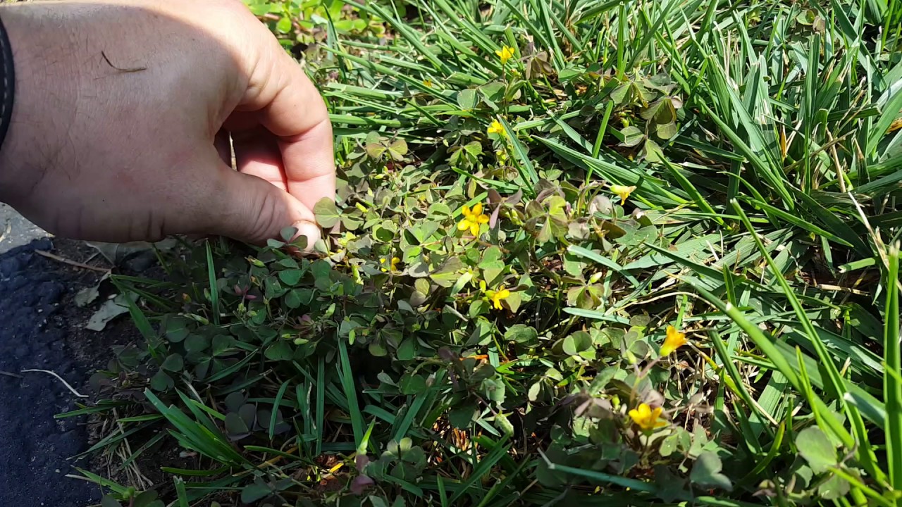 Identifying and controlling Yellow Clover YouTube