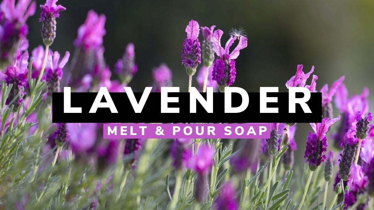 Making Lavender Shea Butter Base Melt and Pour Soap
