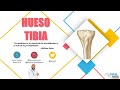 Anatomía - Hueso Tibia (Caras, Bordes, Extremos, Inserciones)