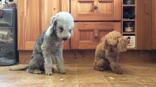 1 minute treat challenge (Bedlington vs Poodle)