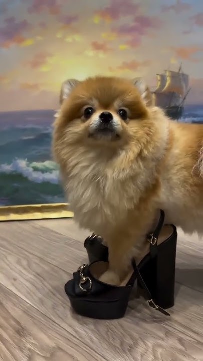#шпиц #собака #померанскийшпиц #pets #шпицуля #pomeranian Спасибо за ...