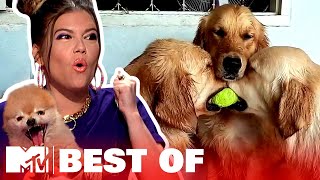 Ridiculousnessly Popular Videos: Dog Edition 🐶 Ridiculousness