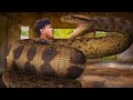 Anaconda Snake Part 1 in Real Life - Anaconda Live bait - Anaconda Attack