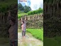 Girl Carries Rice Seedlings Like a Pro