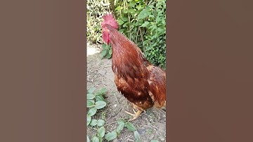 Thumbnail of best rooster sound