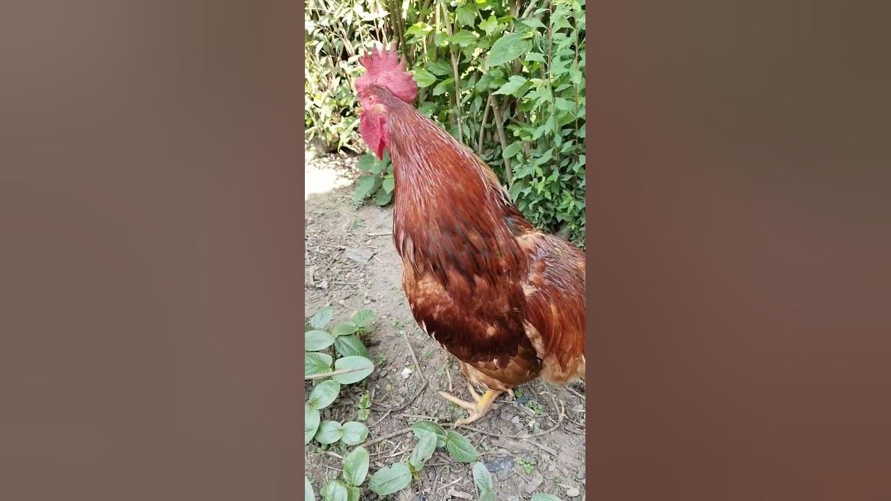 best rooster sound