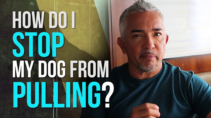 How to Stop Your Dog From Pulling