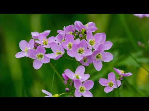 Video: O plantă de rugăciune înflorește?