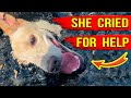 She was found in time... A story of a successful rescue of a dog from a death trap.