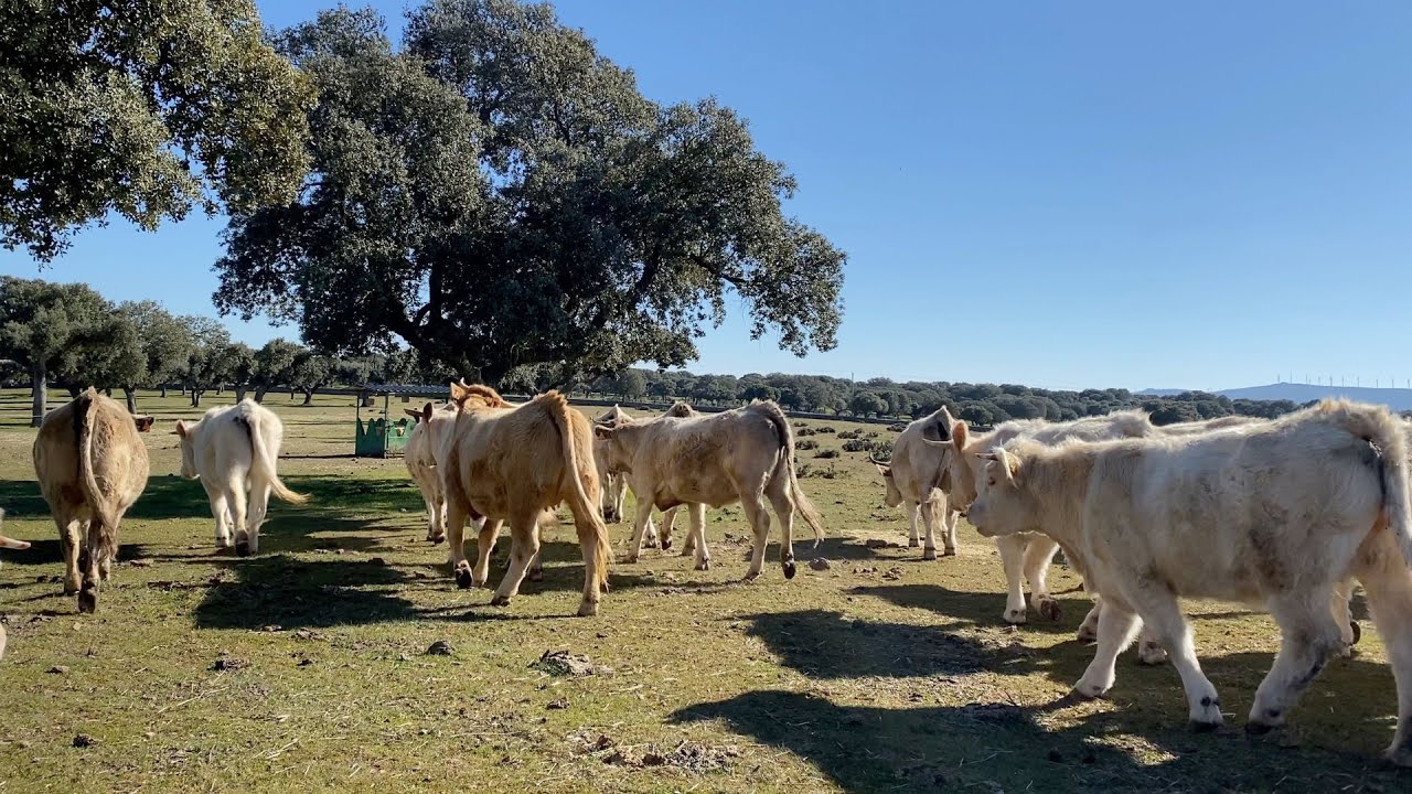 ESTE VÍDEO ACABA MAL...