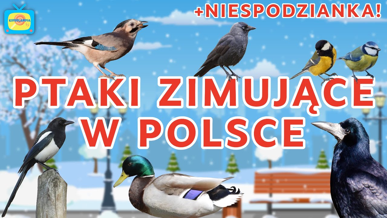 JAKIE PTAKI ZOSTAJĄ W POLSCE NA ZIMĘ? - BAJKA EDUKACYJNA O PTAKACH DLA NAJMŁODSZYCH + NIESPODZIANKA