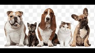 vector damask seamless pattern background classical luxury old fashioned damask ornament royal victo