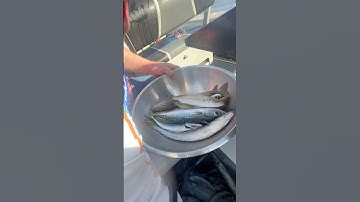 King George whiting and mackerels Fishing : câu cá nục ở Úc #fishing #australia #cauca