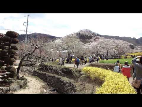 福島県　花見山公園　2013.4.13