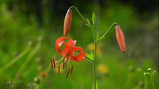 A Vibrant Tiger Lily In Full Bloom, Its Petals Reaching Out Like A Flame.