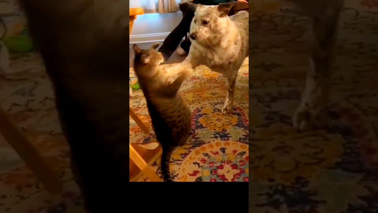 THIS IS SPARTA CAT VS DOG 