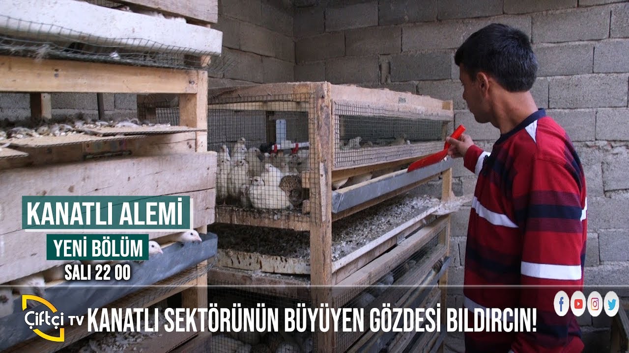 Kanatlı Sektörünün Büyüyen Yıldızı Bıldırcın - KANATLI ALEMİ