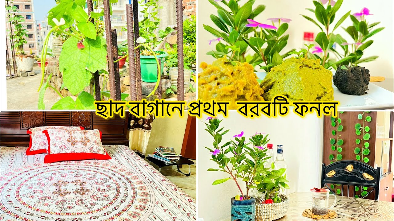 ✨ছাদ বাগানে বরবটিগুলো বানরের লেজের মতো ঝুলে আছে।অনলাইন ভাইরাল শিমুল তুলার বালিশ নিলাম।