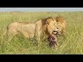 Masai Mara #lions eating #buffalo Kill - Kenya Safari