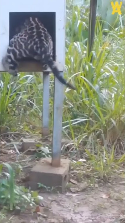 kucing hutan menghajar musang