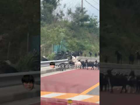 길거리 장악한 염소팸ㅋㅋㅋ