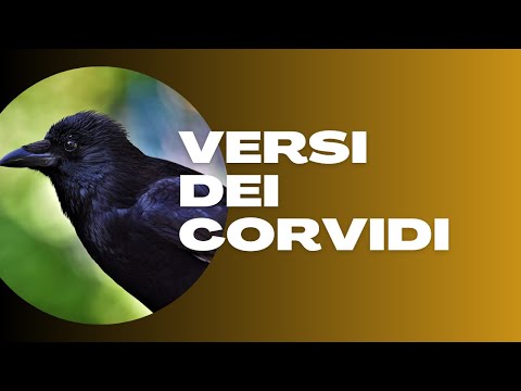 Video: Come si chiama un gruppo di corvi?