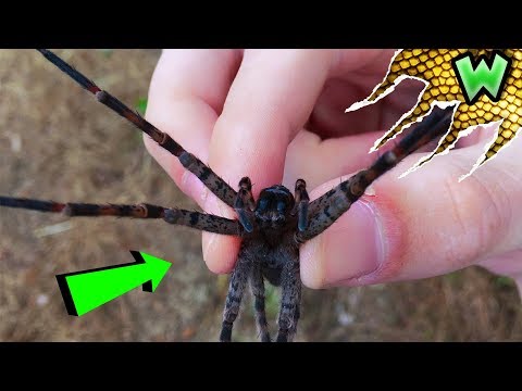 How to Catch Spiders WITH YOUR BARE HANDS!!