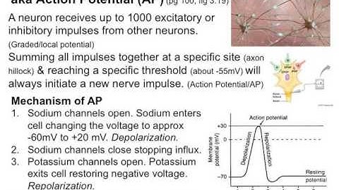 Fundamentals of the Nervous System part 2