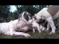 6 WEEK OLD PUP FACES OFF A PACK OF PIT BULLS