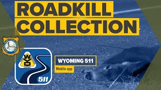 Wyoming 511 App - Roadkill Collection Tutorial screenshot 5