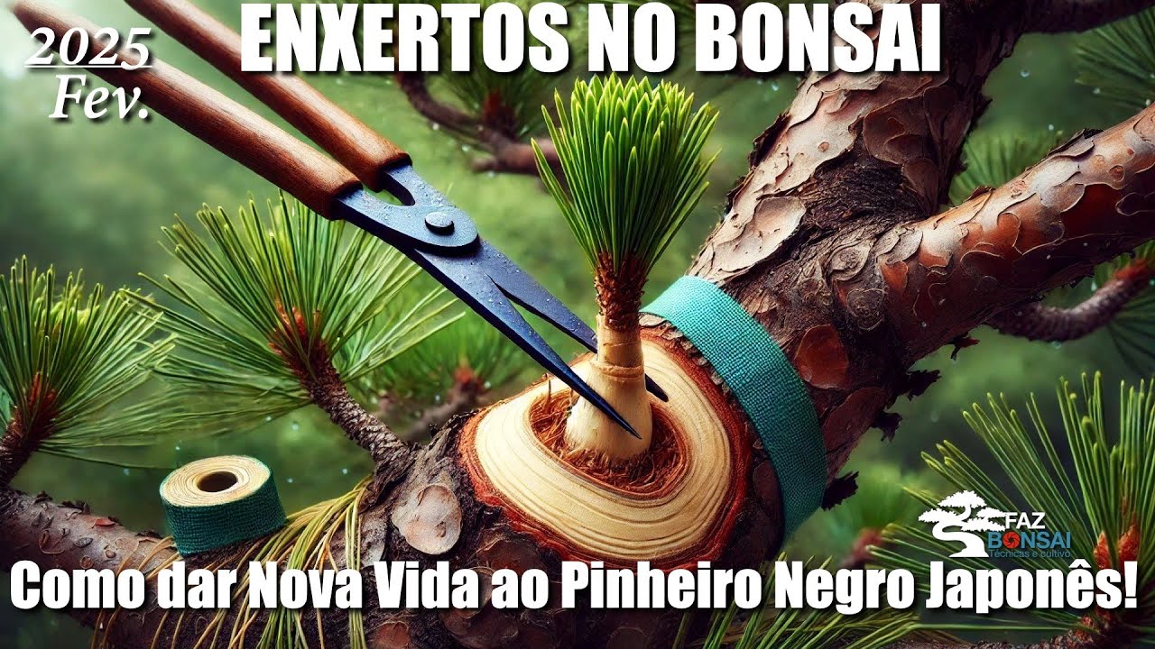 Enxertos no Bonsai – Como Dar Nova Vida ao Pinheiro Negro Japonês!