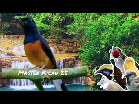 Masteran Paling Dicari Para Kicau Mania