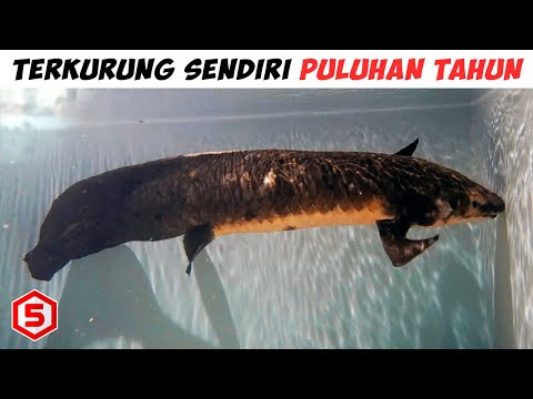 Hidup Hampir 1 Abad Ikan Akuarium Tertua di Dunia ini Terkurung Sendiri