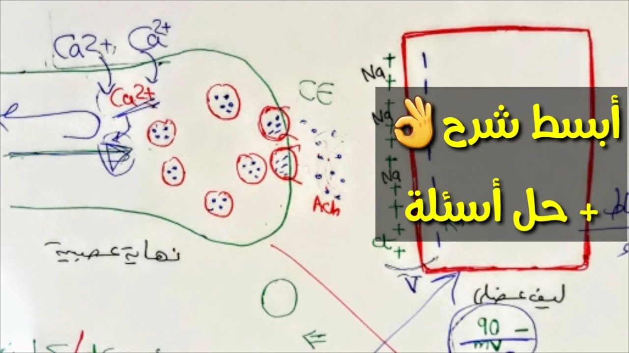 شرح الانقباض العضلي وانتقال السيال العصبي بشكل مبسط جداا ثانوية عامة 2021