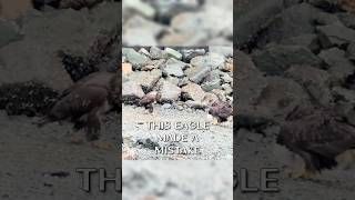 Adelaars Vechten Om Een Prooi