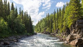 Traumdeutung: Was bedeutet es, vom Fluss zu träumen? Schwimmen, Reinheit und mehr!