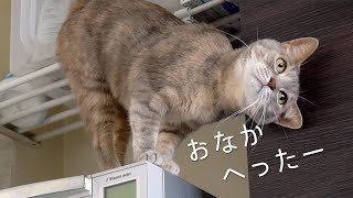 はらへりキャットはレンジの上でくねくねと待つ | #モアクリ Vlog005