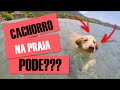 POSSO LEVAR MEU CACHORRO À PRAIA? | Dicas de como levar seu cachorro à praia