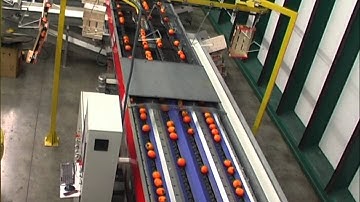 Persimmon grading line