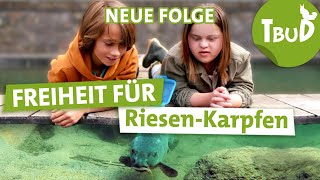 Free Karpfen (Folge 121) | Tiere bis unters Dach | SWR Plus