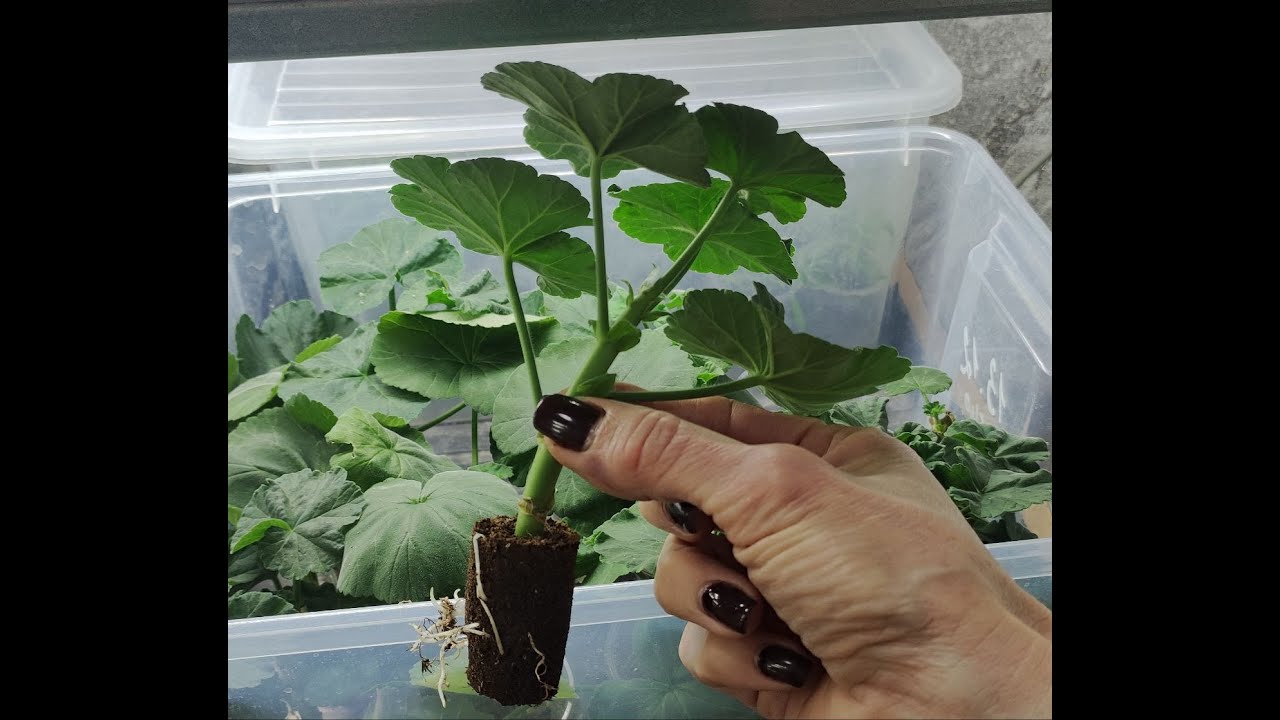 Как укоренить пеларгонию быстро. Корни щеткой на 7 день.