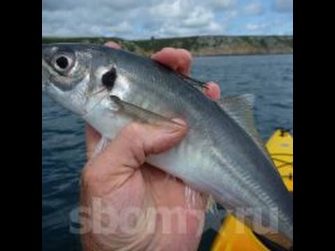 Ловля Камбалы Видео На Черном Море