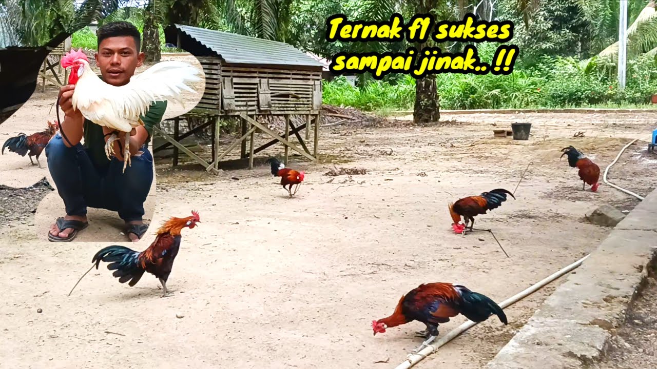 HASIL TERNAK AYAM HUTAN YANG SANGAT MEMUASKAN SAMPAI JINAK