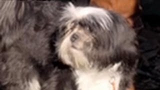 Celebrity Channeling Dog Spirits | Long Island Medium Net Worth